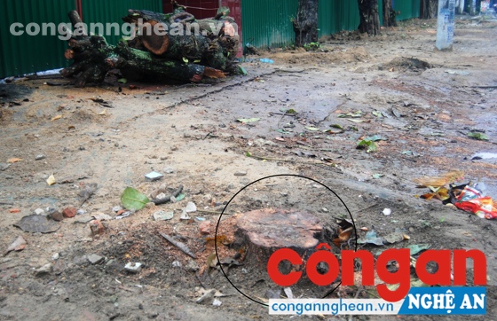 Gốc cây bàng có đường kính khoảng 30 cm bị chặt hạ