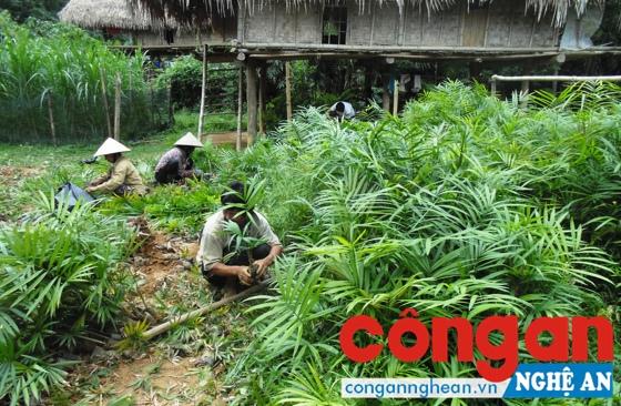 Mây giống đã quá tốt nhưng chưa có người mua
