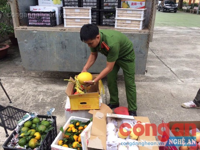 Công an Diễn Châu đã lập biên bản, ra quyết định xử phạt hành chính đối với lái xe, thu giữ, tiêu hủy toàn bộ số hoa quả trên.
