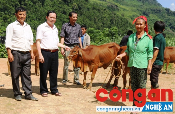 Lãnh đạo Ban Dân tộc tỉnh trực tiếp trao bò giống cho các hộ nghèo