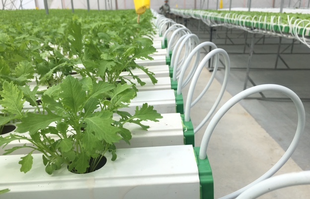 Mô hình tưới tiết kiệm được ứng dụng tại khu nông nghiệp công nghệ cao Vĩnh Phúc - Ảnh: VGP/Đỗ Hương