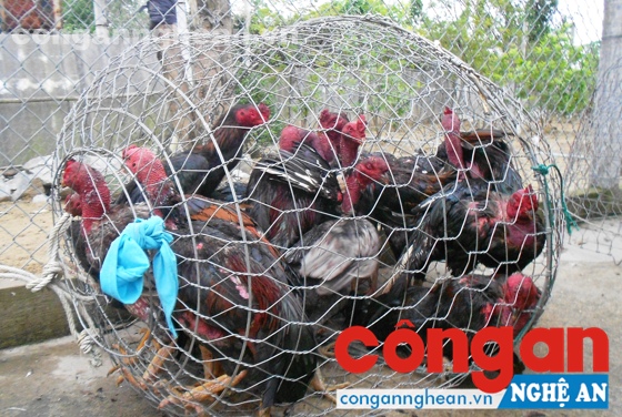 Số gà chọi sử dụng đánh bạc bị thu giữ