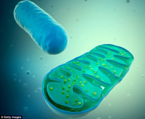DNA ty thể bị đột biến có thể được loại bỏ Ảnh: Getty Images