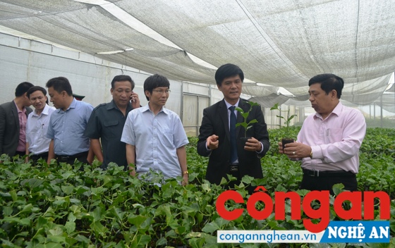 Đồng chí Nguyễn Xuân Đường, Chủ tịch UBND tỉnh cùng đoàn công tác kiểm tra Trại ươm giống cây chanh leo của Công ty CP Đầu tư phát triển nông nghiệp NAPAGA, thuộc Công ty Nafoods đầu tư trên địa bàn huyện Quế Phong - Ảnh: Xuân Thống