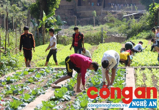  Học sinh phụ thầy cô chăm sóc vườn rau sau giờ học