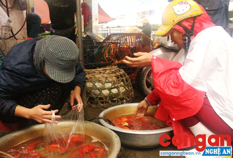 Cá chép cần được lựa chọn kỹ trước khi cúng ông Táo.