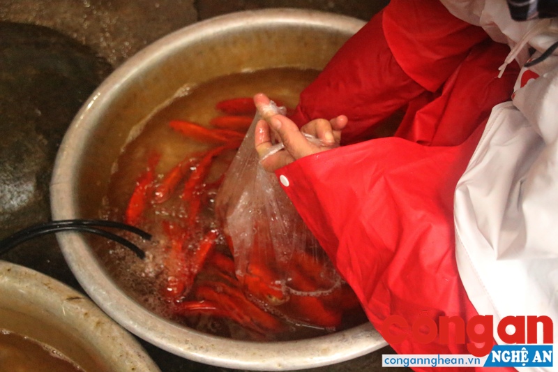 Các bà nội trợ tự chọn cá đẹp nhất, khỏe nhất để về cúng ông Táo.