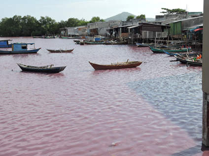 Khu vực cống số 6 thuộc xã Tân Hải, huyện Tân Thành trở thành hồ chứa nước các nhà máy chế biến hải sản.