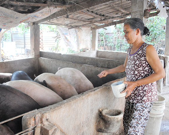 7 con heo thịt của gia đình ông Nguyễn Văn Bút đã đến kỳ xuất bán nhưng không bán được, gia đình đành cho ăn ít lại để nuôi  cầm chừng.  Ảnh: THANH TRÍ