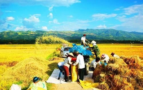 Mường Thanh mùa lúa chín. Ảnh: Cổng TTĐT tỉnh Điện Biên