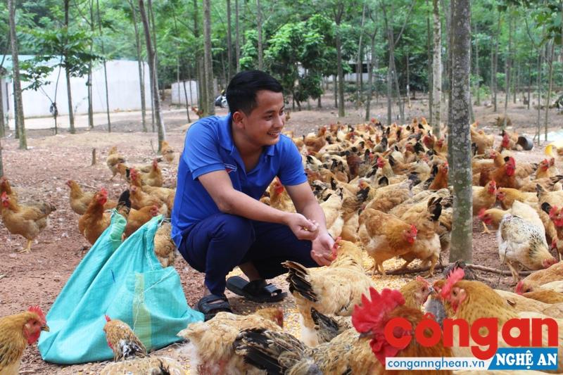 Chăm sóc đàn gia cầm sau dịch bệnh ở trang trại cá thể hộ gia đình