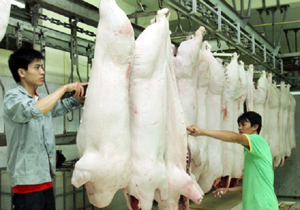 Các cơ quan chức năng khuyến cáo người chăn nuôi thận trọng trong việc vội vàng tăng đàn.