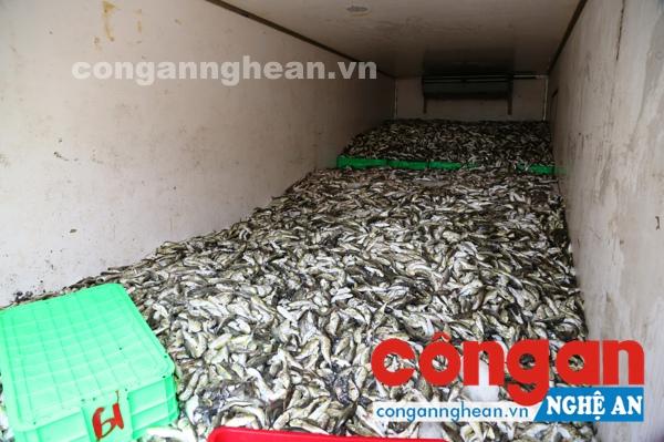 Số cá nóc đang phân hủy
