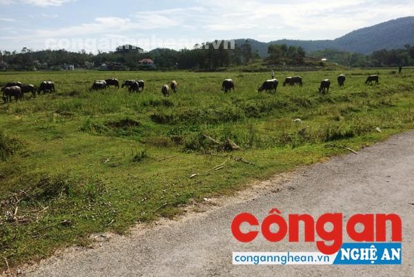Dự án trồng chuối xuất khẩu tan hoang, hàng chục ha đất nông nghiệp trở thành nơi chăn thả trâu bò