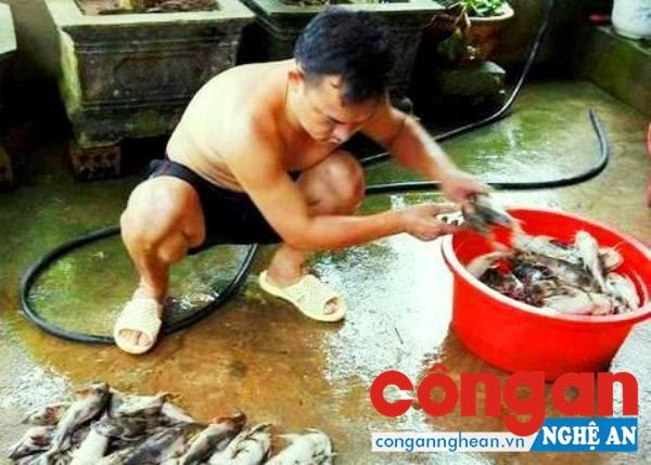 Các loại cá lồng bè chết chủ yếu là cá đặc sản như cá lăng, cá ghé mà chưa rõ nguyên nhân