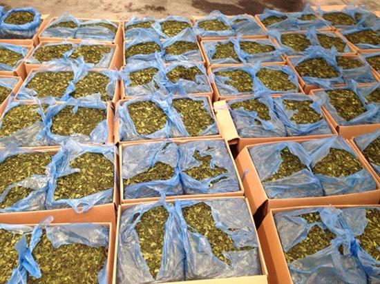 Một lượng lớn lá khat bị thu giữ