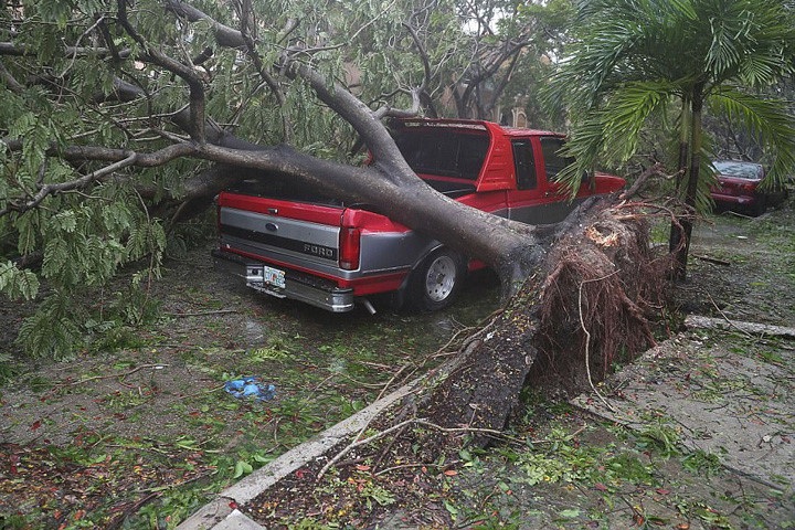 Cây bật gốc đè lên ô tô ở Miami, Florida. Ảnh: Getty.