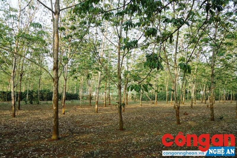 Nguồn nguyên liệu rừng có nhiều tiềm năng để khai thác