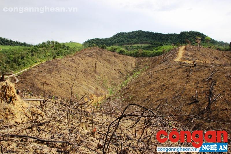 Người dân phát đốt khu rừng đã được Nhà nước thu hồi để trồng keo