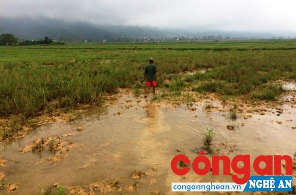 Đồng ruộng bỏ hoang do bị bồi lấp