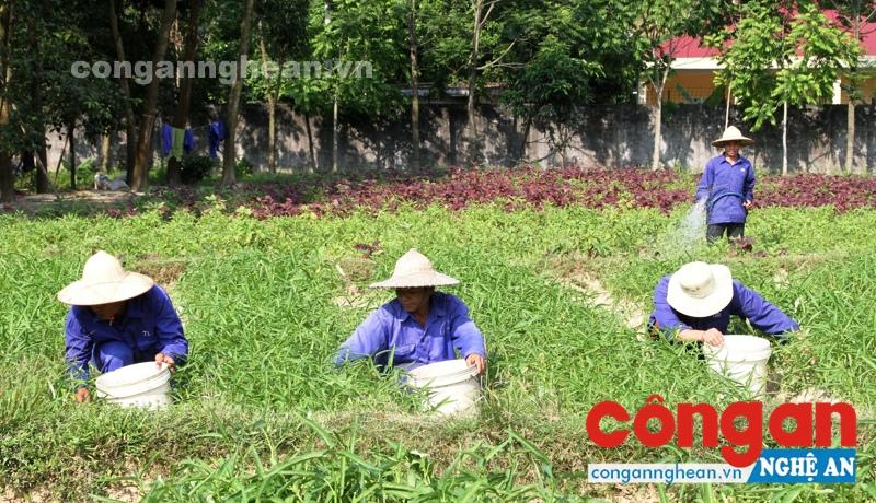 Học viên cai nghiện tại Trung tâm chăm sóc vườn rau