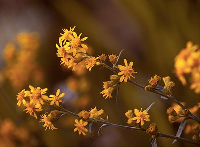 Arnica là một loại thảo mộc có nguồn gốc từ Siberia và Trung Âu. Nó được sử dụng từ những năm 1500 để chữa lành chứng đau cơ, bong gân, vết thâm tím và các vết thương bên ngoài. Lưu ý: Arnica không nên ăn vì nó có thể dẫn đến tiêu chảy, nôn mửa, thở dốc và thậm chí tử vong.