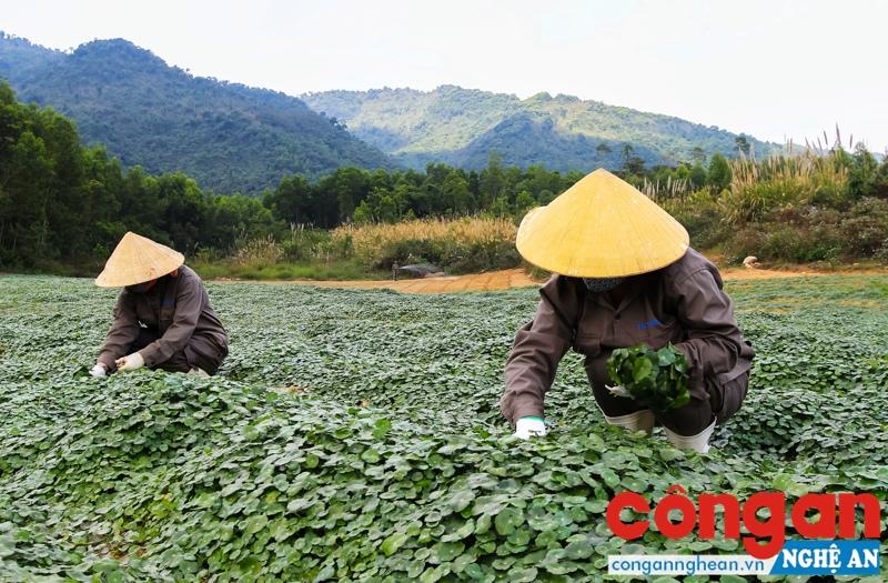  Công nhân thu hái rau má được trồng theo mô hình dược liệu sạch của Tập đoàn TH