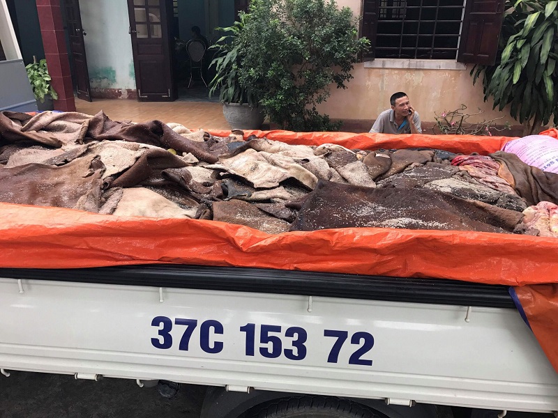 1.500kg da trâu bò đã bốc mùi hôi thối