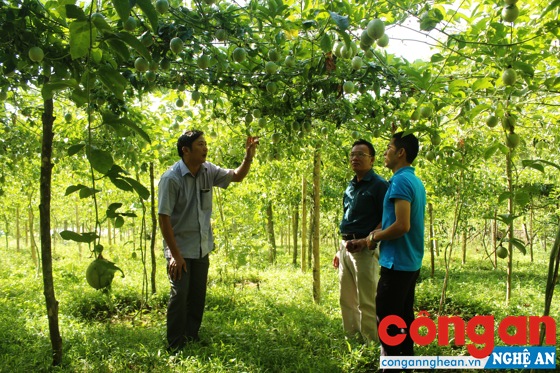Cần nhân rộng nhiều mô hình kinh tế phát huy hiệu quả giảm nghèo bền vững (Trong ảnh: Mô hình chanh leo ở huyện Quế Phong)