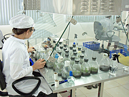 Kiểm tra chất lượng cây giống trong phòng thí nghiệm cấy mô, nhân giống các loại cây trồng của Công ty UDEC.