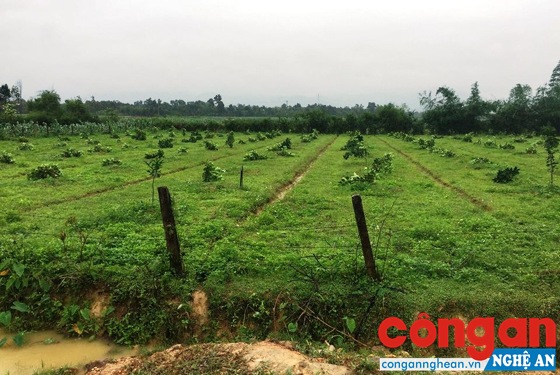 Gần 200 gốc bưởi bị kẻ xấu chặt hạ trong đêm