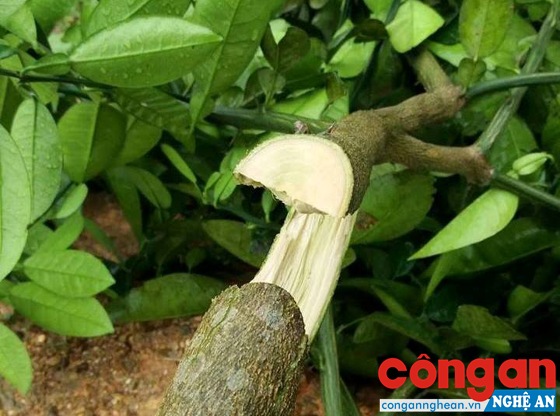 Những cây bưởi 2 năm tuối, năm sau sẽ có quả bói bị chặt hạ