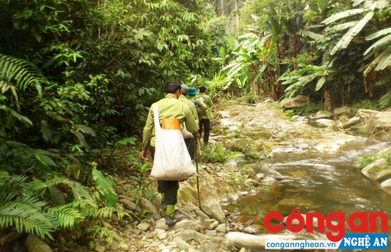 Cán bộ Kiểm lâm Khu Bảo tồn thiên nhiên Pù Hoạt, huyện Quế Phong tuần tra bảo vệ rừng - Ảnh: Văn Cương