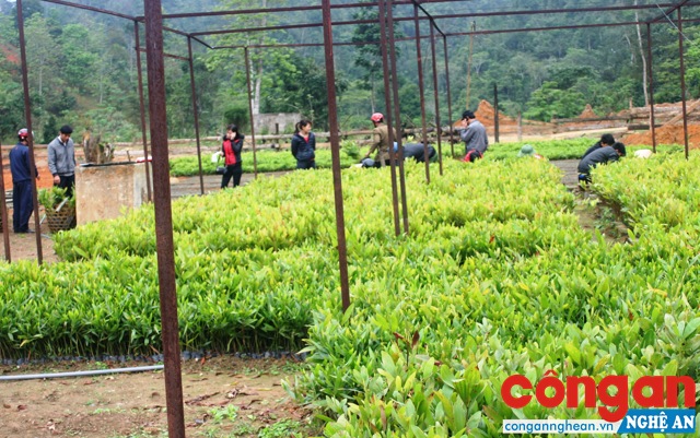 Thời gian qua, công tác trồng rừng được nhiều hộ dân thực hiện hiệu quả (Trong ảnh: Công tác chuẩn bị trồng rừng của người dân huyện Quế Phong)