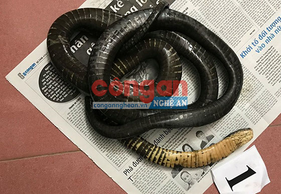 Cá thể rắn hổ mang chúa thuộc danh mục động vật rừng nguy cấp, quý, hiếm bị đông lạnh đưa đi bán