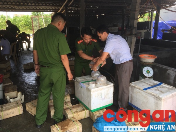  Lực lượng chức năng tiến hành kiểm tra số sứa thu giữ được
