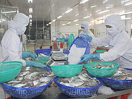 Hiện nay, một số DN chế biến hải sản cam kết chỉ thu mua hải sản từ những tàu cá khai thác hợp pháp, có nguồn gốc xuất xứ rõ ràng. Trong ảnh: Chế biến hải sản tại Công ty CP Chế biến XNK thủy sản BR-VT, một trong các DN cam kết chỉ thu mua hải sản khai thác hợp pháp.