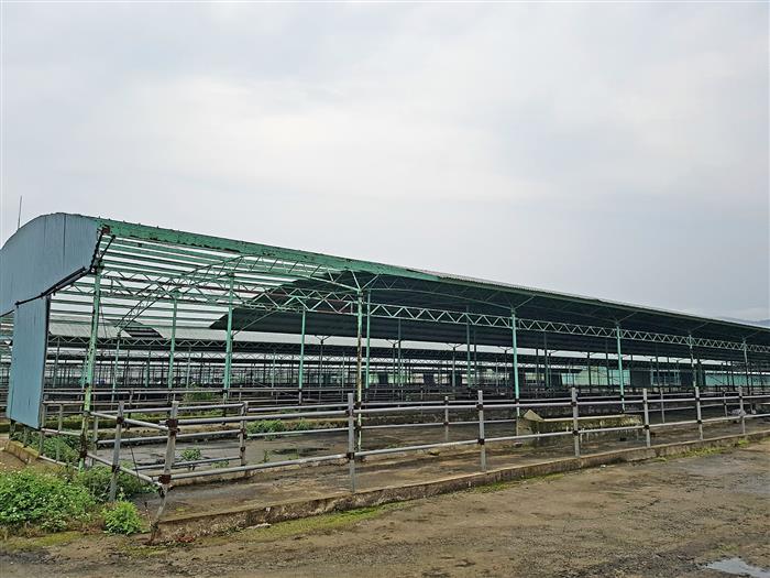 Dự án được đầu tư hơn 4.500 tỉ đồng nhưng nay chỉ còn lại cảnh hoang tàn (Trang trại bò Bình Hà ở huyện Kỳ Anh)