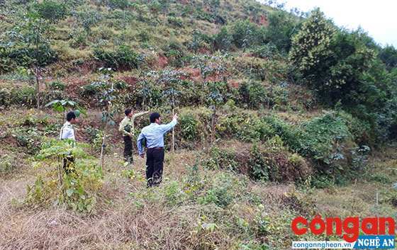 Thu hồi đất lâm nghiệp của các lâm trường giao cho người dân miền núi có đất sản xuất, ổn định cuộc sống