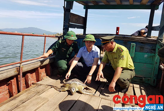 Tiến hành thả rùa về biển ngay sau đó