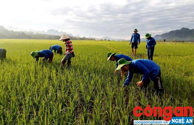 Sinh viên tình nguyện giúp bà con chăm sóc đồng ruộng