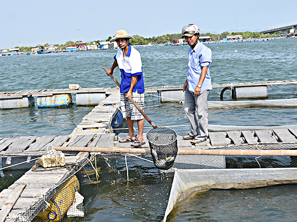 Anh Phạm Hữu Nhiều (tiểu khu 2, sông Chà Và) kiểm tra tình trạng sức khỏe của cá nuôi trên bè.