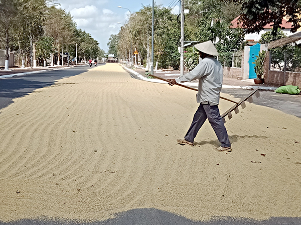 Phơi lúa gây cản trở giao thông trên đường Hùng Vương, TT.Phước Bửu, huyện Xuyên Mộc. Ảnh: VĂN ANH