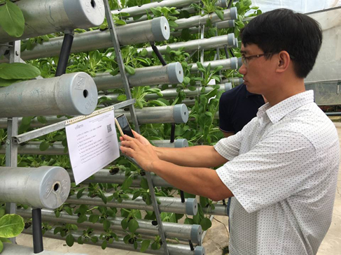 Nông trại Vifarm (phường 12, TP.Vũng Tàu) hiện đang ứng dụng tiến bộ khoa học - kỹ thuật vào trồng rau sạch.