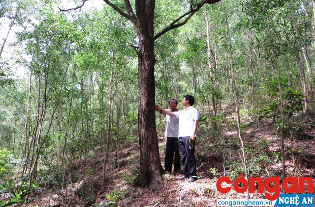 Cần giải pháp chấm dứt tình trạng mua bán, chuyển nhượng trái phép và sử dụng sai mục đích đất lâm nghiệp để đảm bảo quyền lợi cho các đối tượng được giao đất
