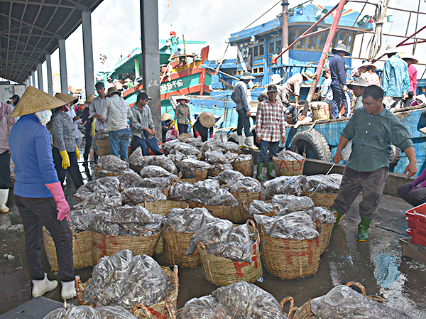 Tập kết sản phẩm khai thác tại trạm thu mua hải sản ở cảng Hưng Thái (xã Phước Hưng, huyện Long Điền).