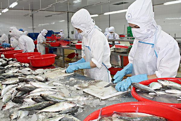 Công nhân Công ty Baseafood chế biến cá xuất khẩu. 