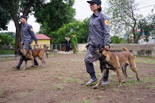 Đưa cảnh khuyển vào luyện tập hàng ngày.