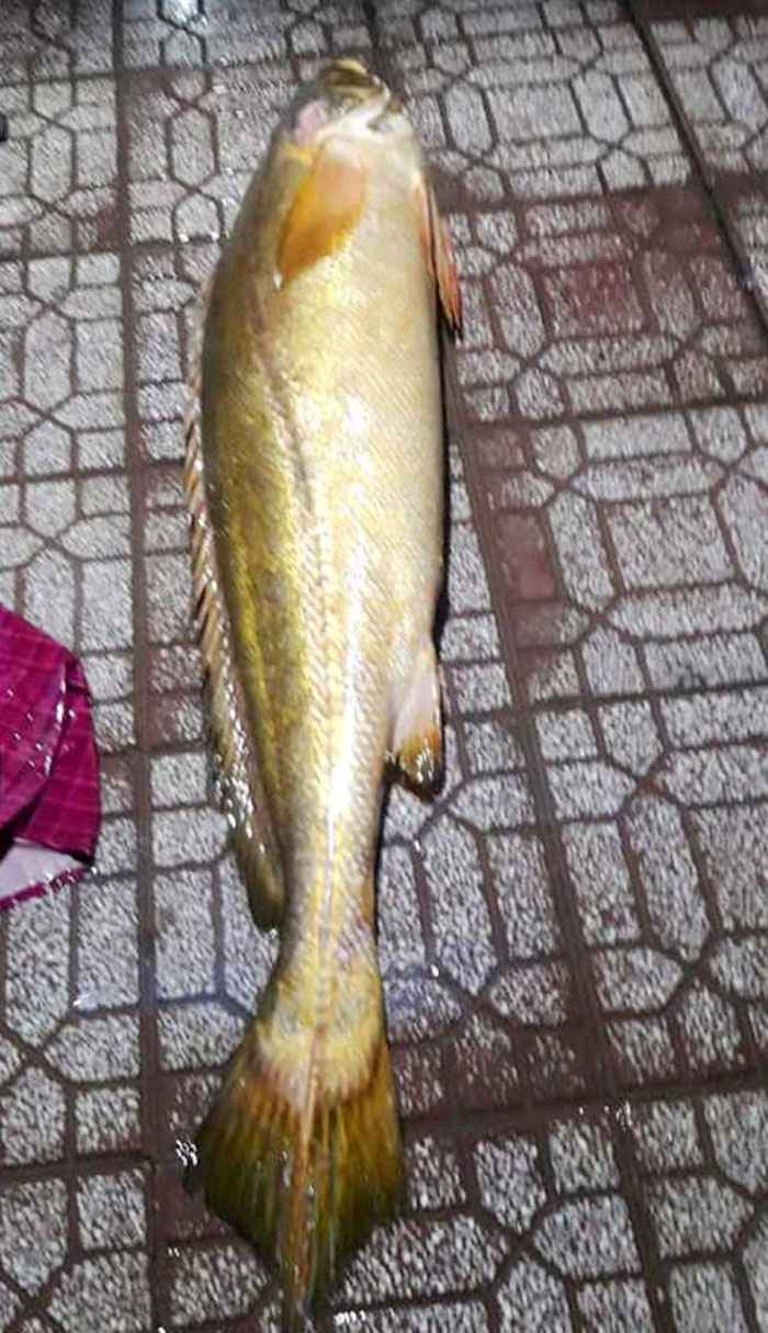 Con cá đường dài gần 2m, nặng hơn 30kg.
