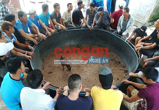Các đối tượng tham gia đánh bạc bằng hình thức chọi gà bị bắt giữ